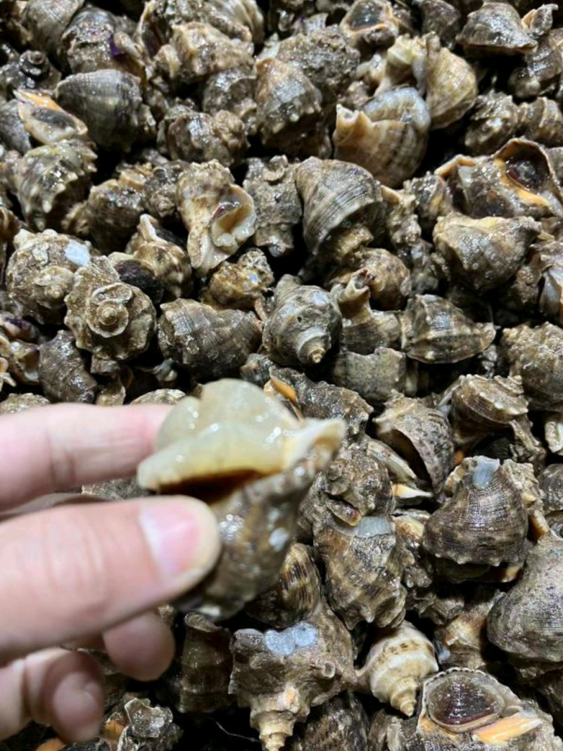 海螺大小规格都有品质保证规格齐全质量保证