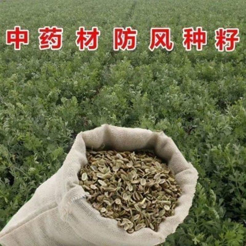 甘肃定西陇西县精品关防风种子大量上市品质保证