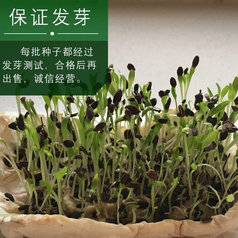 甘肃定西陇西县精品关防风种子大量上市品质保证