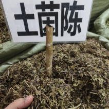 中药材土茵陈牛至保证质量批发零售