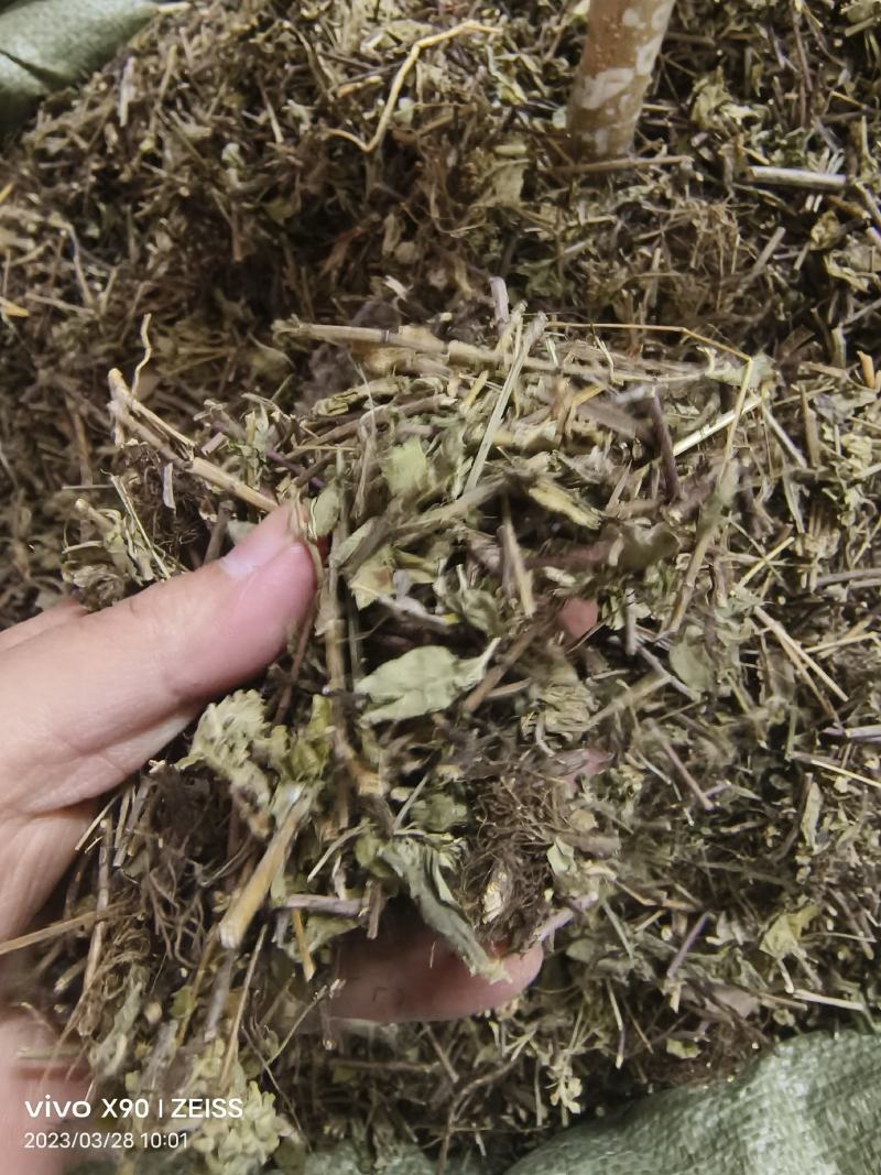 中药材土茵陈牛至保证质量批发零售