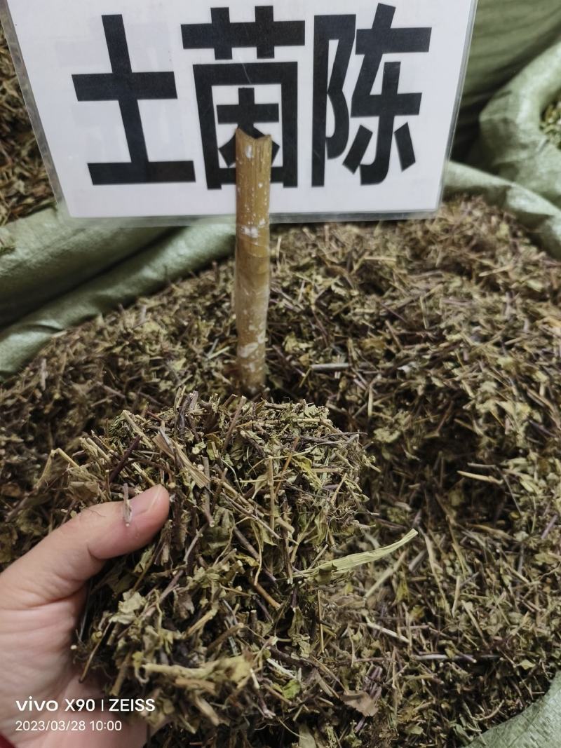 中药材土茵陈牛至保证质量批发零售