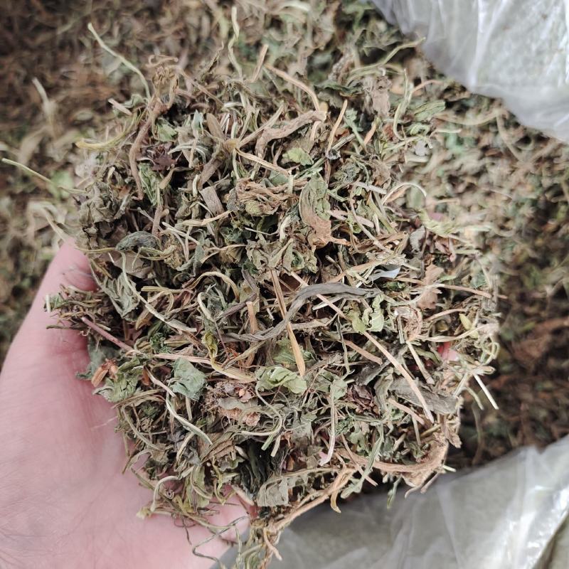 地丁，紫花地丁，产地货源，保质保量，一件代发，欢迎订购