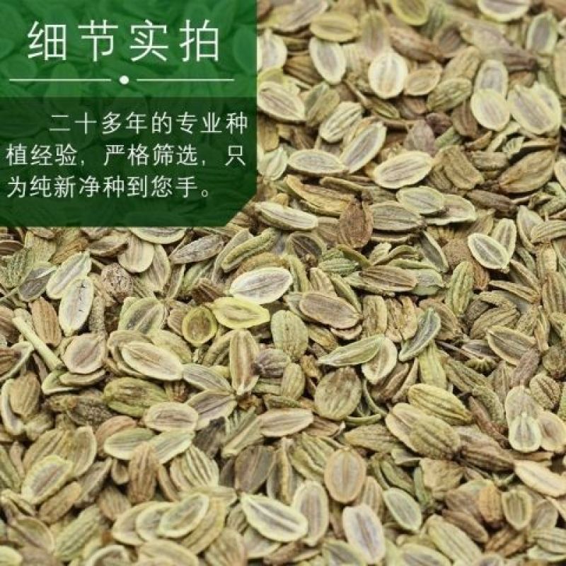 甘肃定西陇西县旱防风种子货源充足品质保证