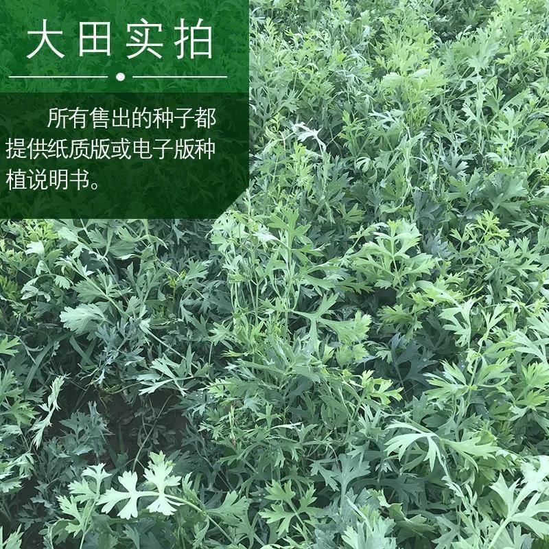 甘肃定西陇西县旱防风种子货源充足品质保证