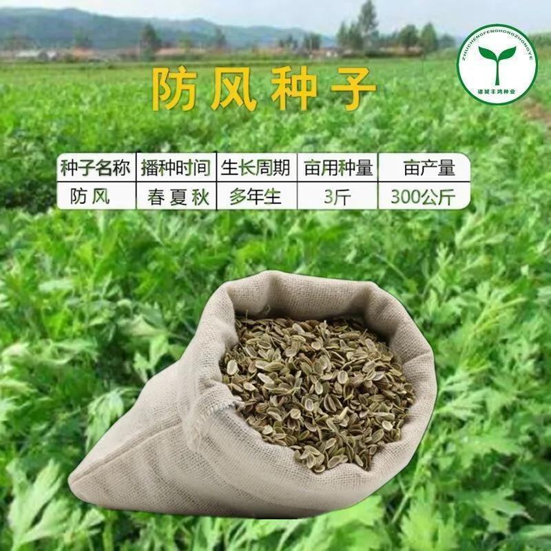 甘肃定西陇西县旱防风种子货源充足品质保证