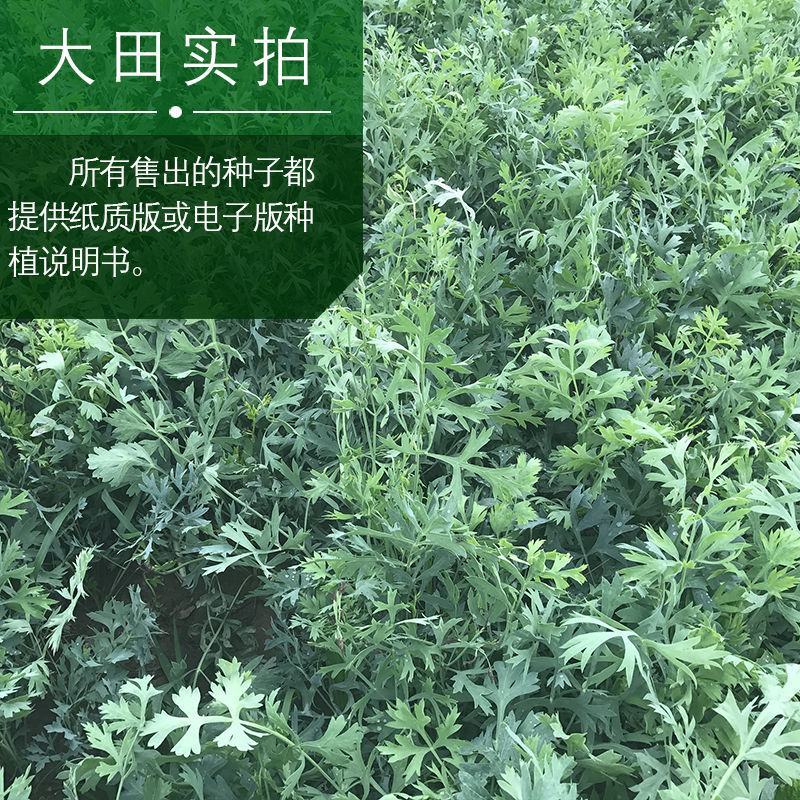 甘肃定西陇西县旱防风种子货源充足品质保证