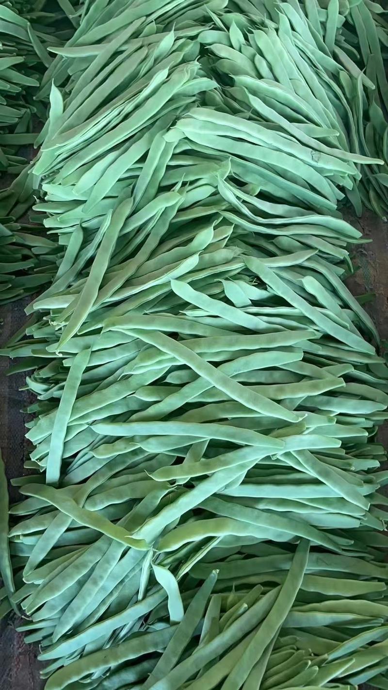 山东莘县绿扁豆己大量上市，基地直发，电商供货，质量好。