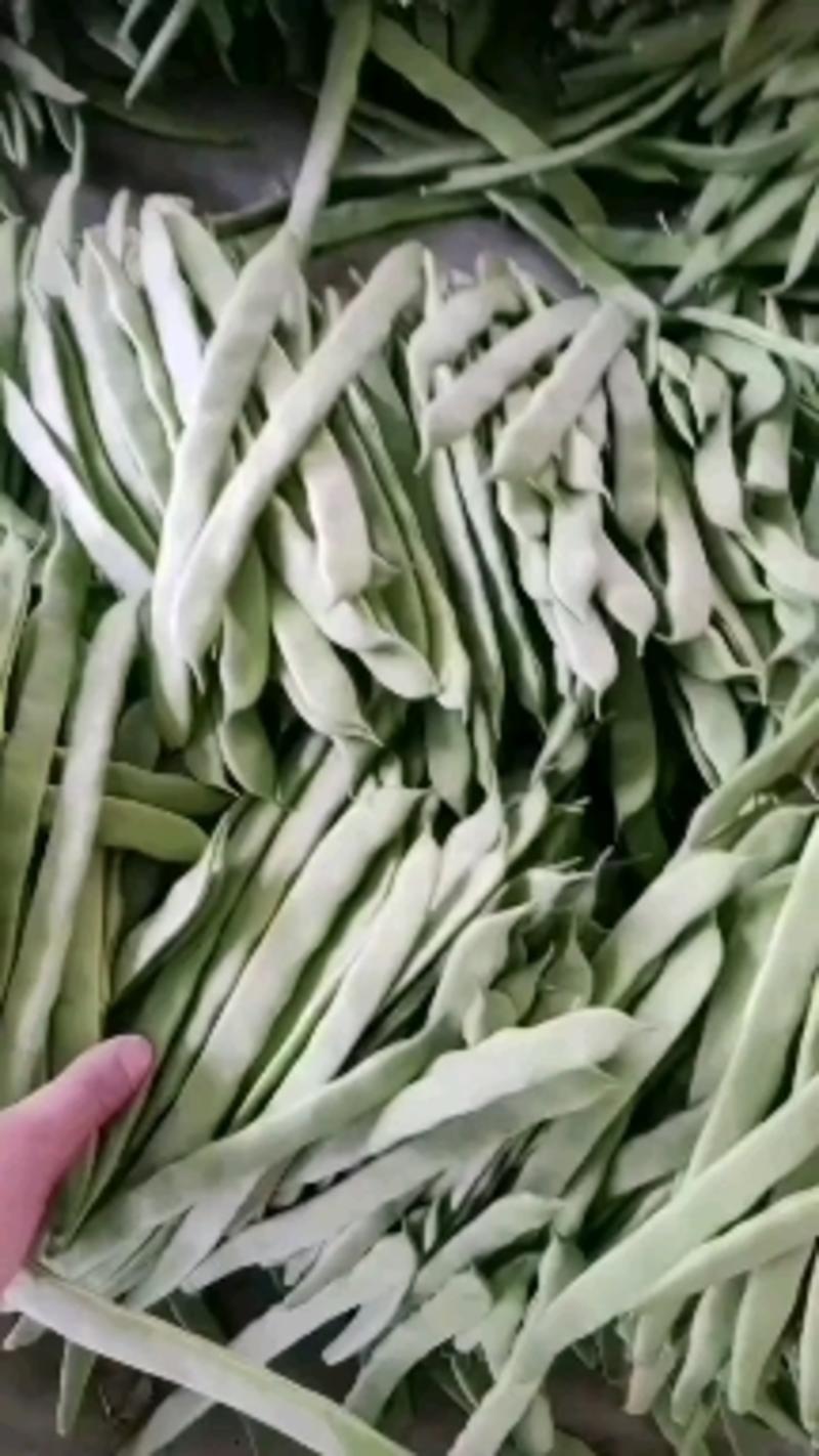 山东莘县绿扁豆己大量上市，基地直发，电商供货，质量好。