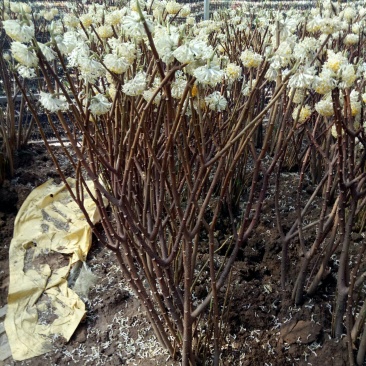 庭院植物丛生结香花苗喜结连理金腰带打结花梦冬花树苗