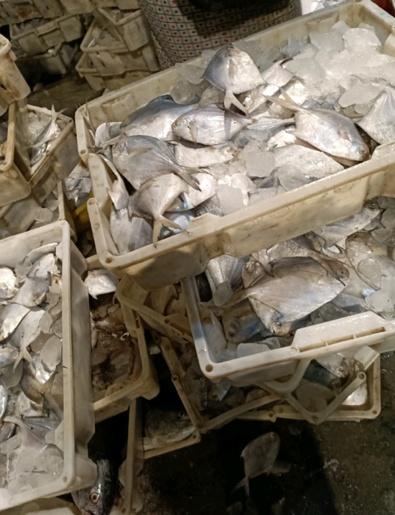 海鲳鱼银鲳鱼海鲜海产品批发零售都有价格公道