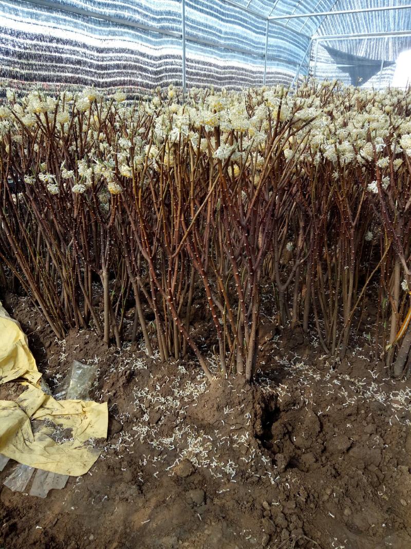 庭院植物丛生结香花苗喜结连理金腰带打结花梦冬花树苗