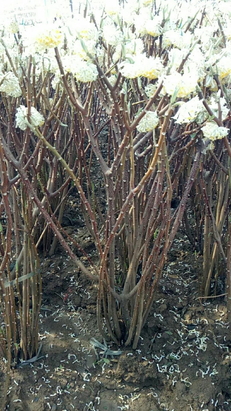 庭院植物丛生结香花苗喜结连理金腰带打结花梦冬花树苗