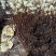 庭院植物丛生结香花苗喜结连理金腰带打结花梦冬花树苗