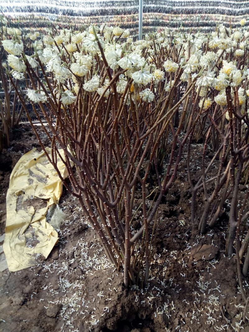 庭院植物丛生结香花苗喜结连理金腰带打结花梦冬花树苗