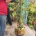 下山杜鹃树桩，绿化神器，紫花杜鹃树桩大量供应
