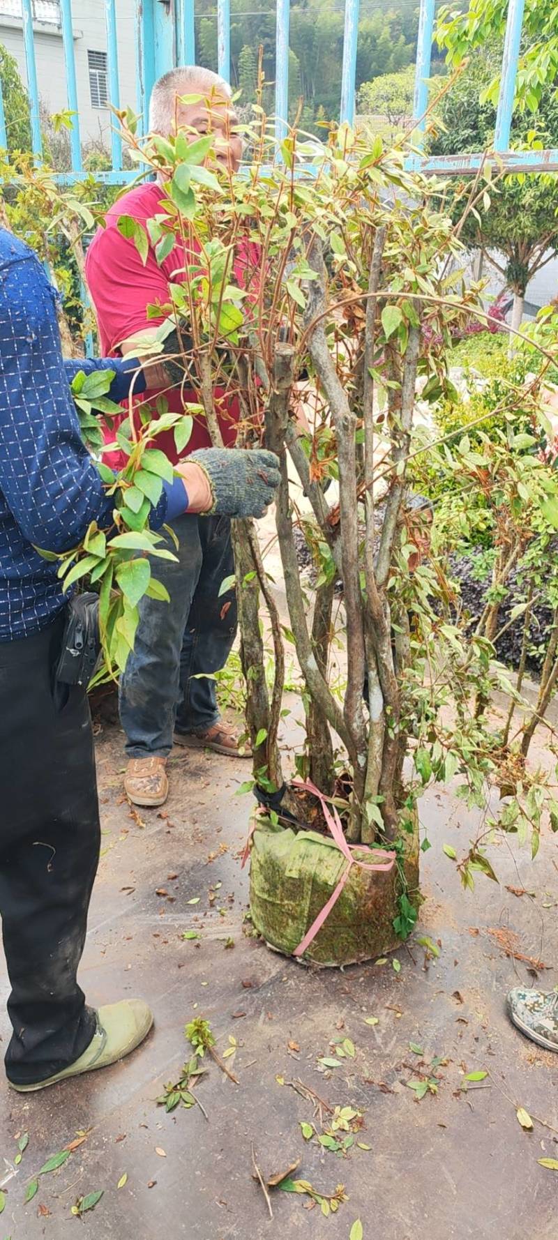 下山杜鹃树桩，绿化神器，紫花杜鹃树桩大量供应