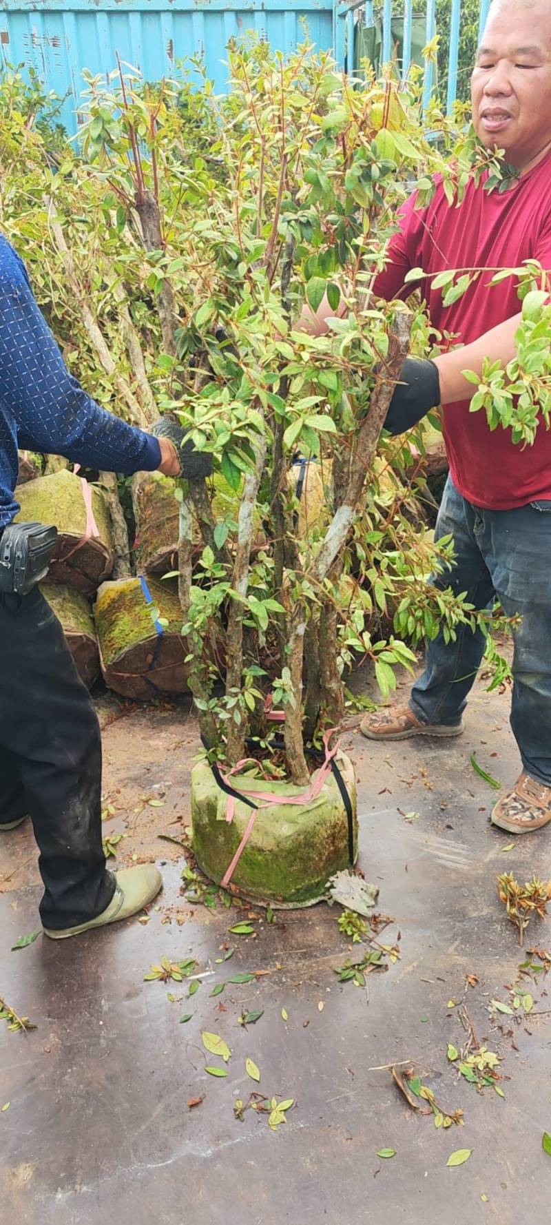 下山杜鹃树桩，绿化神器，紫花杜鹃树桩大量供应