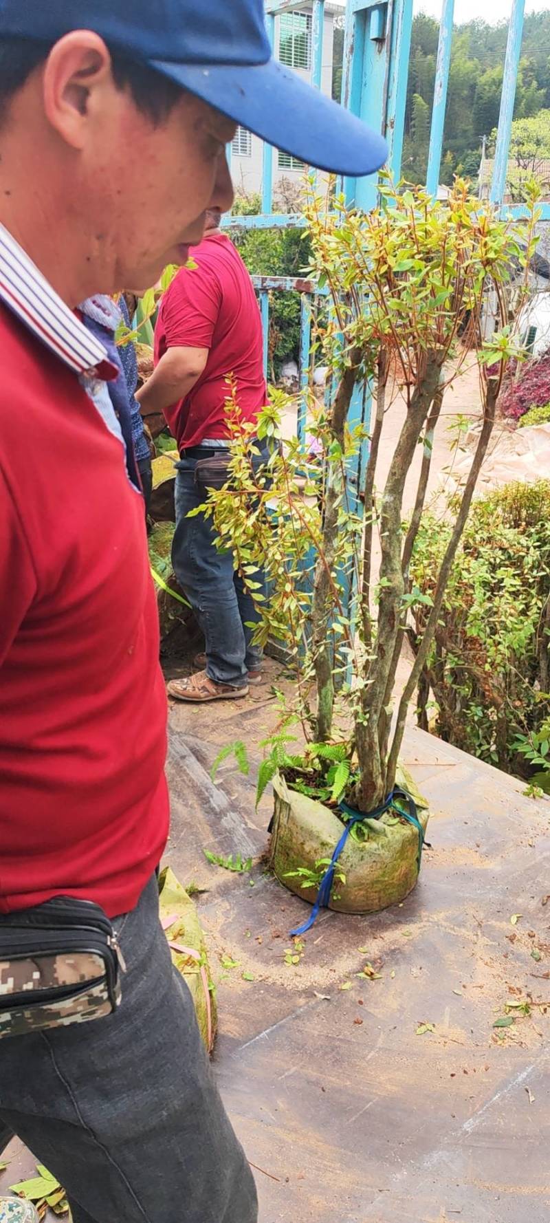 下山杜鹃树桩，绿化神器，紫花杜鹃树桩大量供应