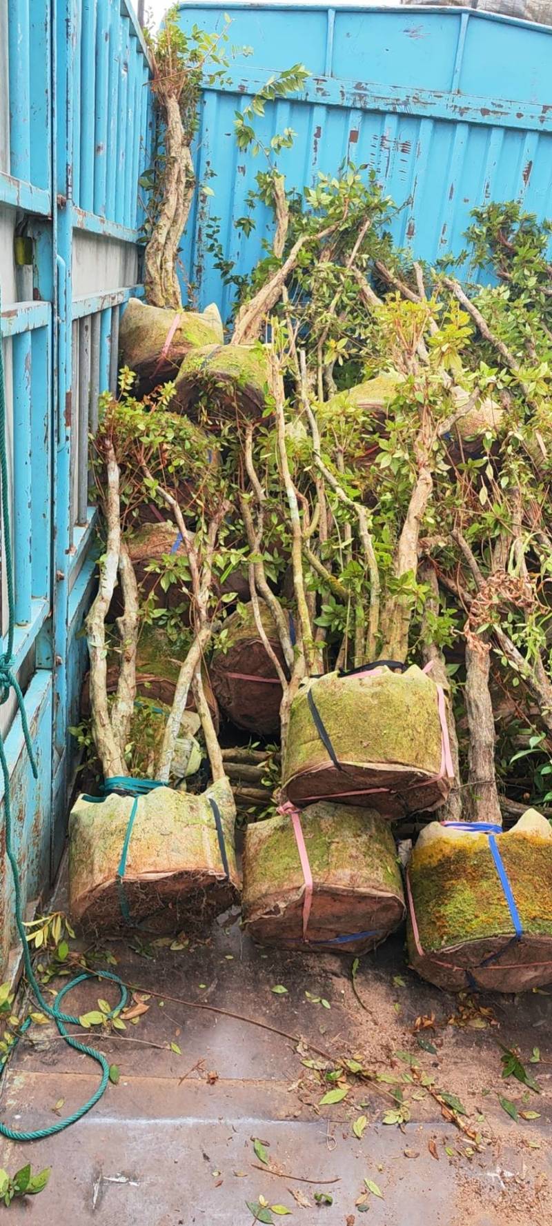 下山杜鹃树桩，绿化神器，紫花杜鹃树桩大量供应