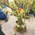 下山杜鹃树桩，绿化神器，紫花杜鹃树桩大量供应
