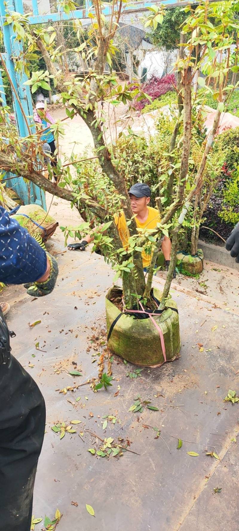 下山杜鹃树桩，绿化神器，紫花杜鹃树桩大量供应