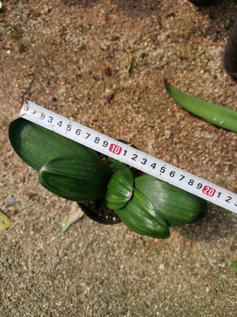 130杯君子兰110装大量供应，君子兰基地直发量大价优