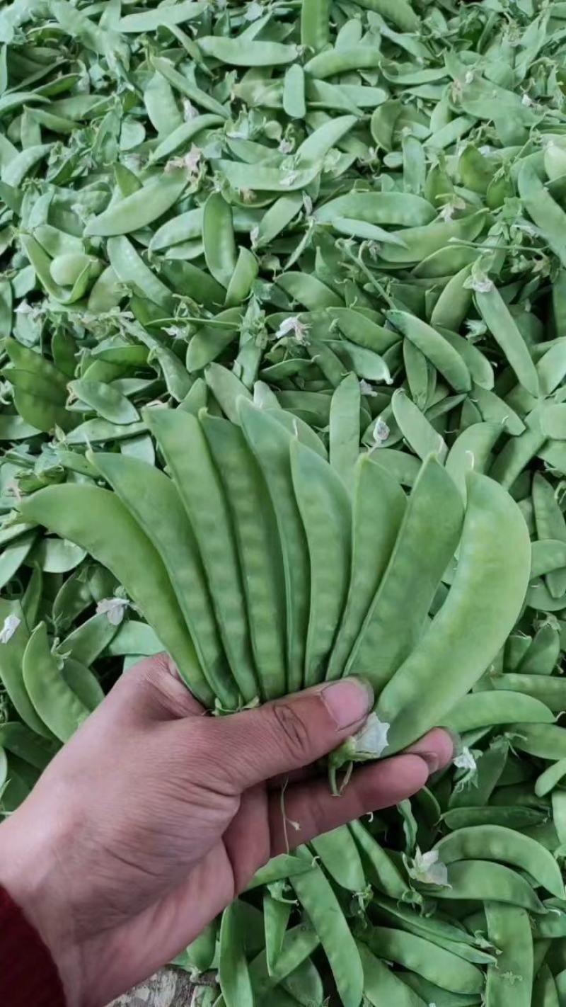 荷兰豆，豌豆荚，菜豌豆，皮薄脆嫩，产地直供。