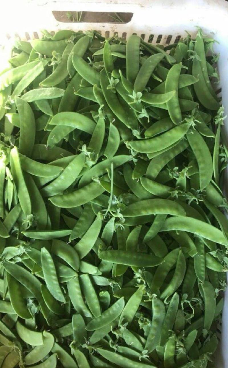 荷兰豆，豌豆荚，菜豌豆，皮薄脆嫩，产地直供。