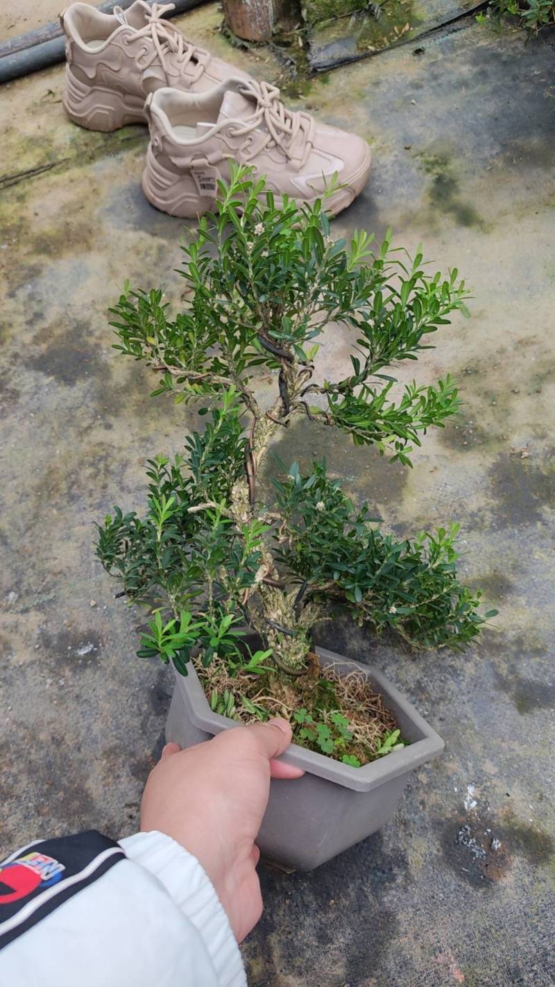 精品造型黄杨和造型罗汉松32装和15装