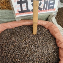 中药材五灵脂保证质量批发零售货源充足
