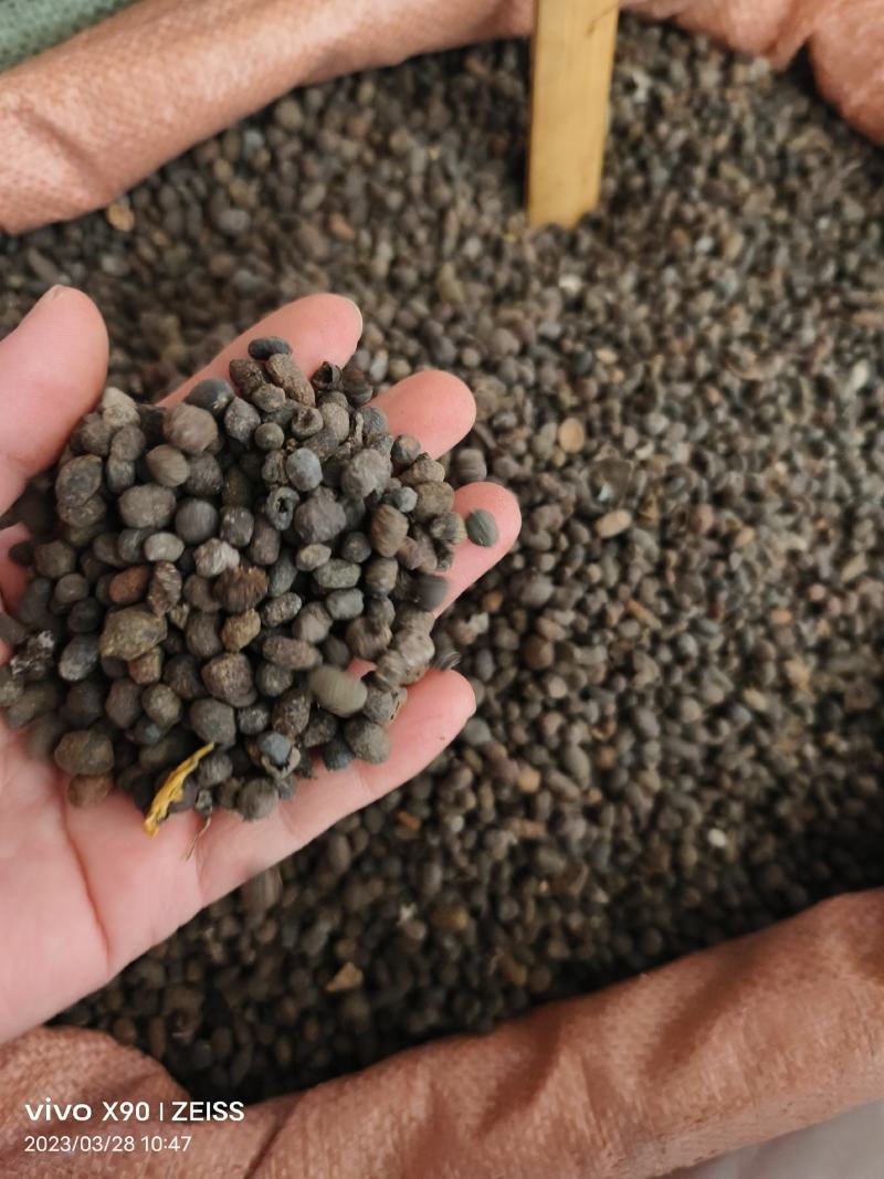 中药材五灵脂保证质量批发零售货源充足