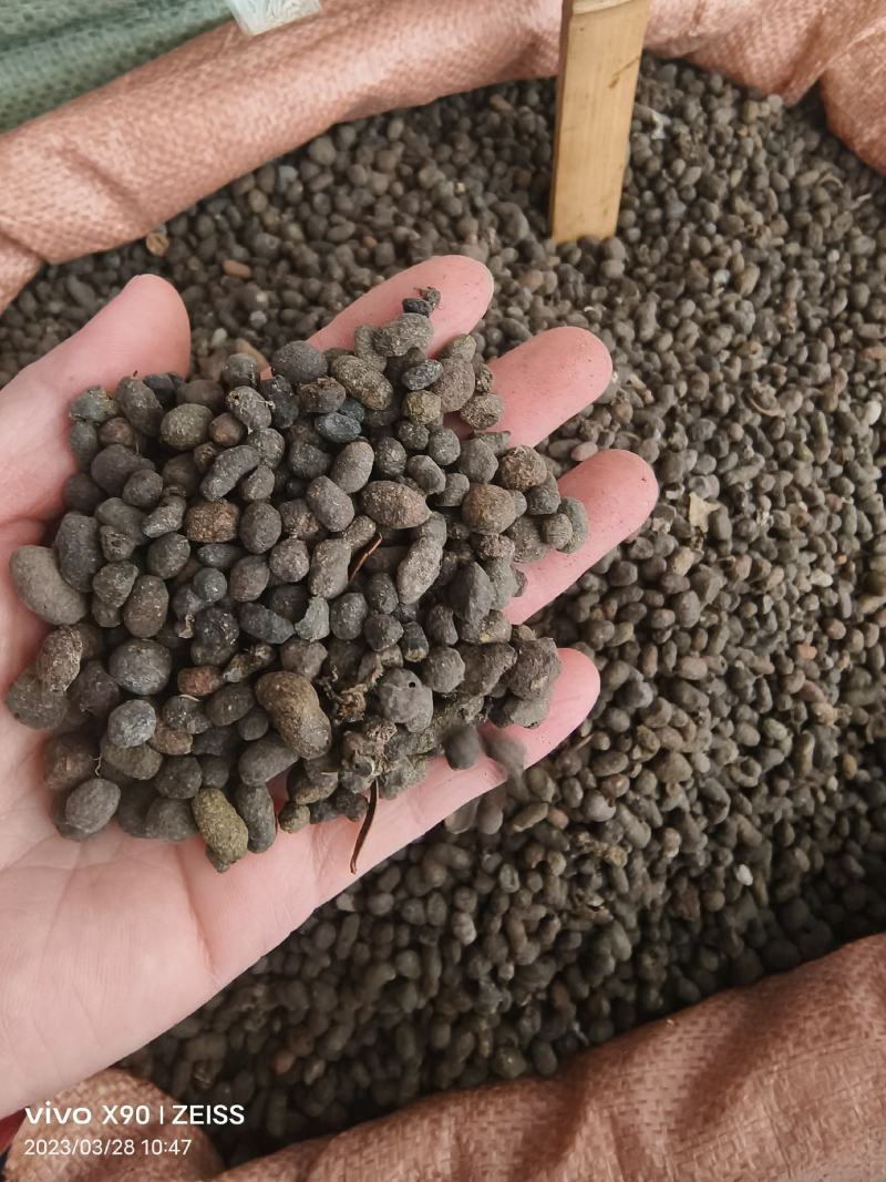 中药材五灵脂保证质量批发零售货源充足