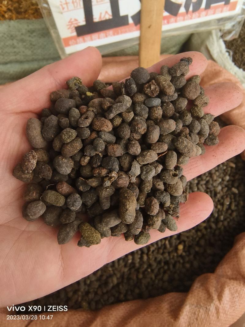 中药材五灵脂保证质量批发零售货源充足