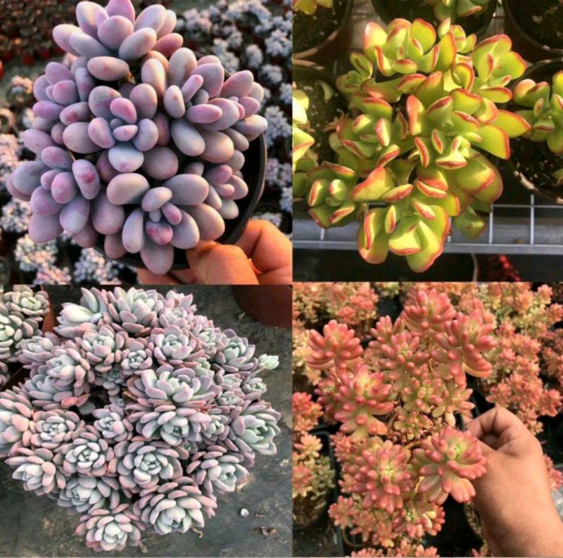 多肉植物青州花卉基地直发混合拼箱小老桩绿植土肉肉