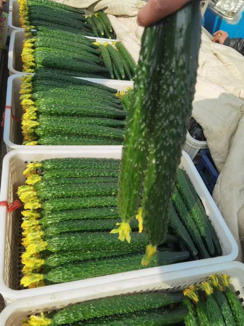 密刺黄瓜，大量上市中，货源充足，