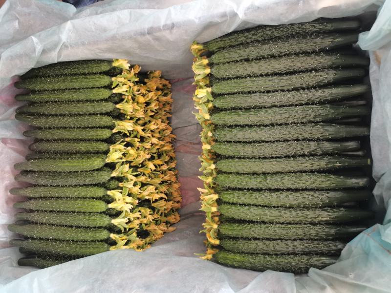 密刺黄瓜，大量上市中，货源充足，