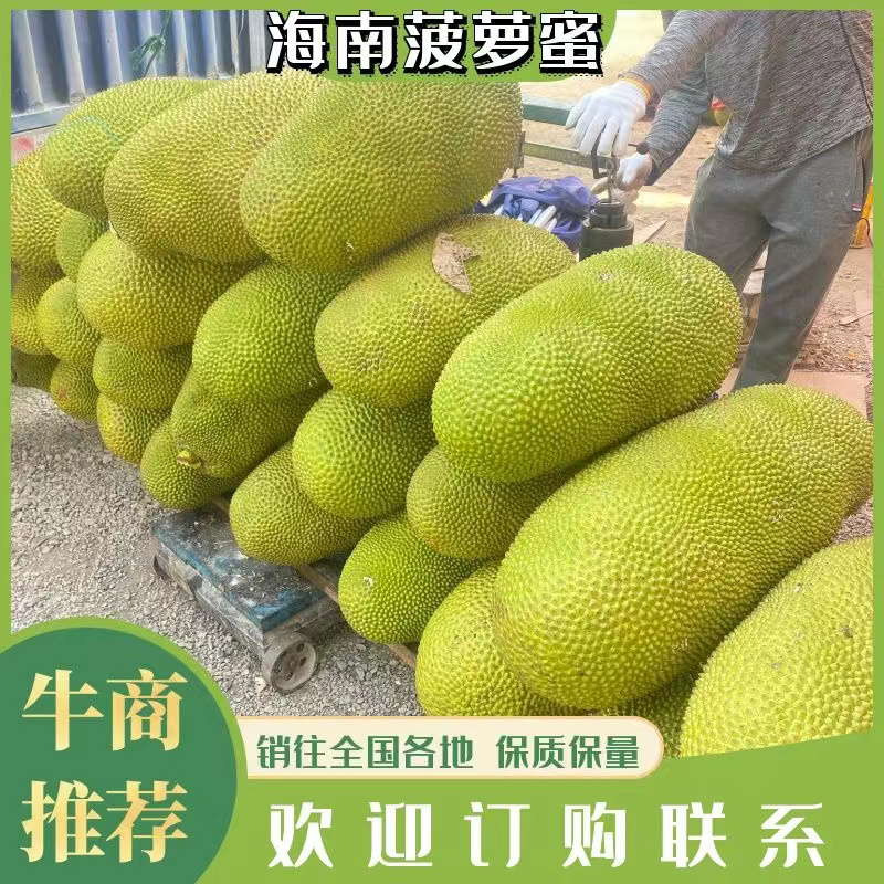海南菠萝蜜果地大量直批马来西亚1号，现货采摘