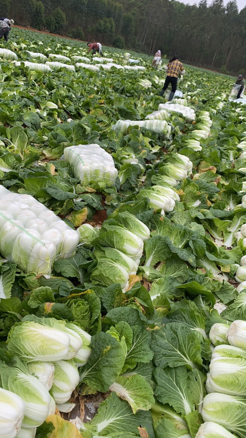 精品甘蓝，铁头甘蓝价格优惠，质量好，全国发货欢迎老板
