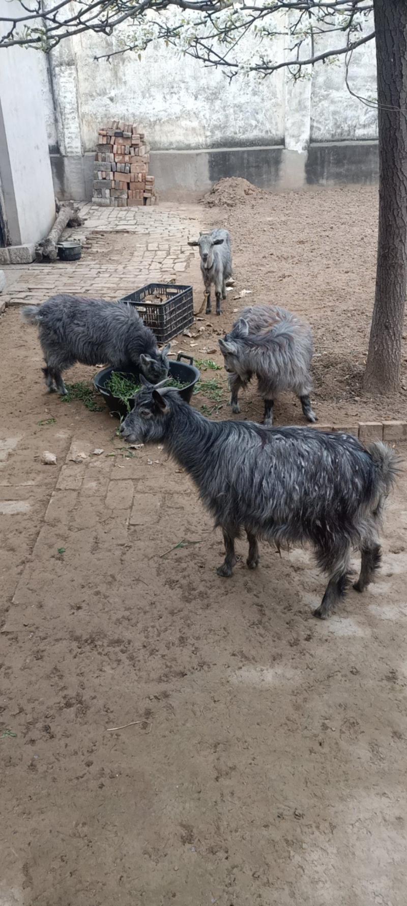 出售自家繁殖青山羊，小羊羔，成年母羊