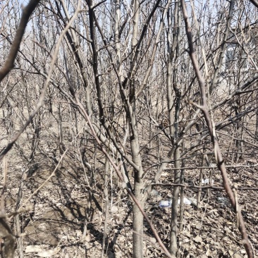 占地梨树果树