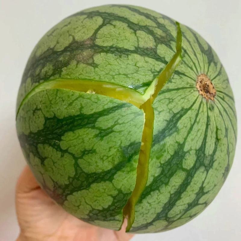 江苏精品特小凤西瓜大量上市中量大质优欢迎致电
