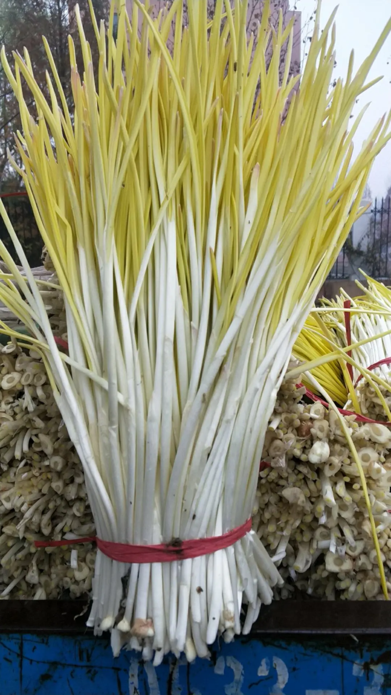 精品蒜黄生产基地（产地供应，一手货源，货发全国）