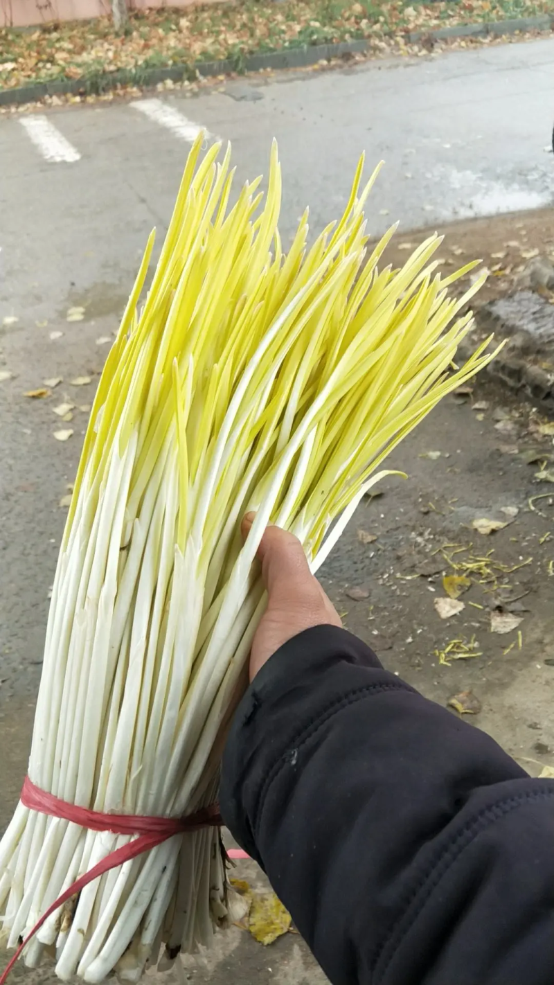 精品蒜黄生产基地（产地供应，一手货源，货发全国）