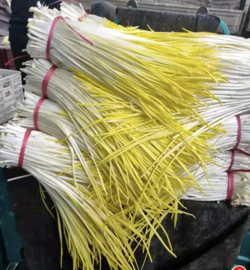 【牛商推荐】精品蒜黄，山东蒜黄，价格优惠，对接大型批发商