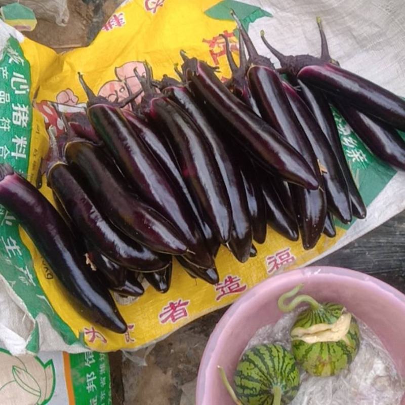 【紫长茄】中牟茄子紫茄子货源充足现货供应一条龙服务