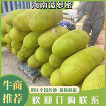 海南菠萝蜜一手货源商标优选农贸市场（保质量）