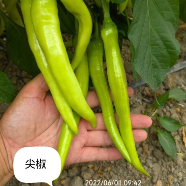 尖椒苗