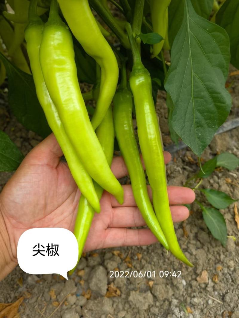 尖椒苗