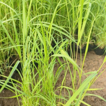 多芽芦苇撒种芦苇芦苇杯苗水生植物芦苇绿化芦苇